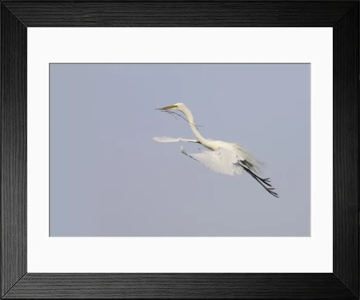 Framed Print : Great White Egret - In flight, carrying sticks back to nest Venice Rookery, florida, USA BI000224 Framed Print : Great White Egret - In flight, carrying sticks back to nest Venice Rookery, florida, USA BI000224