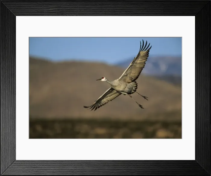Framed Print : Sandhill Crane - Coming in to land Bosque del Apache NWR New Mexico, USA BI006836 Framed Print : Sandhill Crane - Coming in to land Bosque del Apache NWR New Mexico, USA BI006836