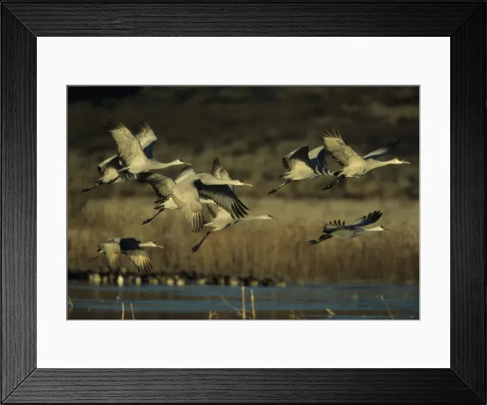 Framed Print : Sandhill Cranes - Taking off frozen lke Bosque del Apache NWR New Mexico, USA BI006827 Framed Print : Sandhill Cranes - Taking off frozen lke Bosque del Apache NWR New Mexico, USA BI006827