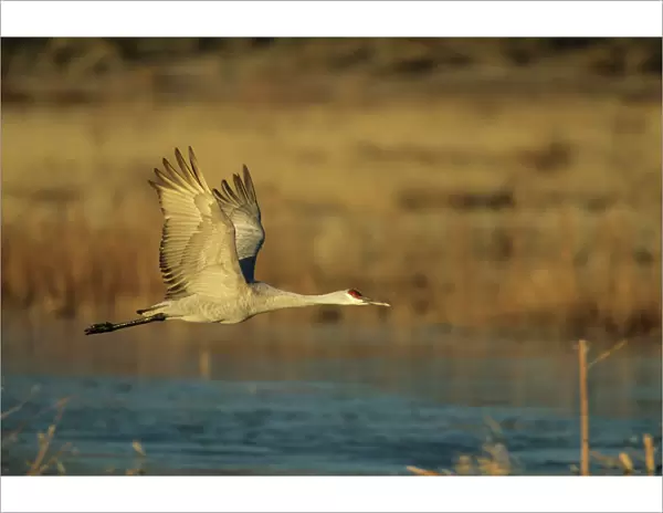 Sandhill Crane - Taking off from frozen lake Bosque del Apache NWR New Mexico, USA BI006830