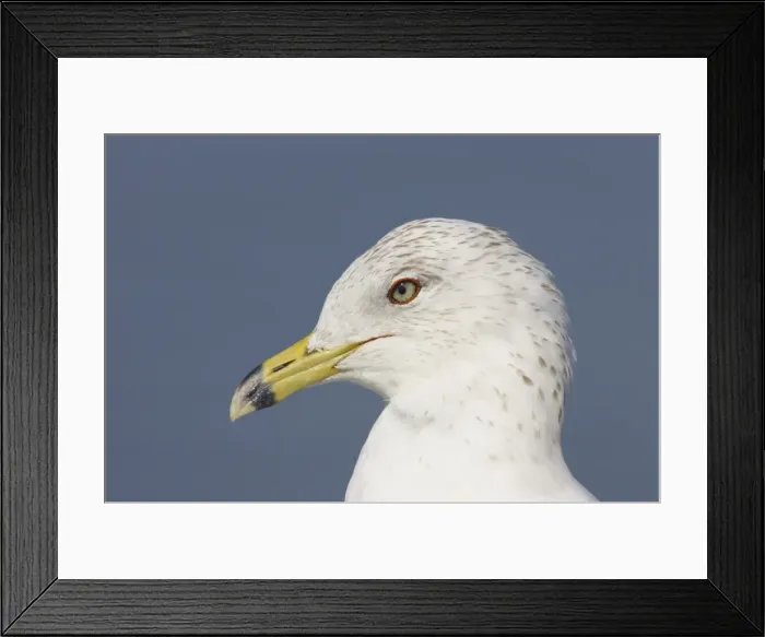 Framed Print : Ring-Billed Gull - head shot winter plumage Fort de Soto, florida, USA BI000530 Framed Print : Ring-Billed Gull - head shot winter plumage Fort de Soto, florida, USA BI000530