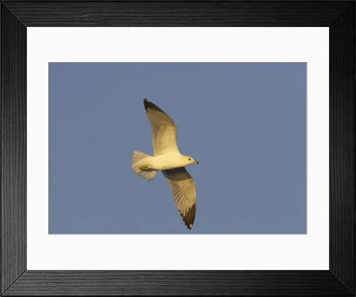 Framed Print : Ring-Billed Gull - in flight Estero Lagoon, florida, USA BI000548 Framed Print : Ring-Billed Gull - in flight Estero Lagoon, florida, USA BI000548