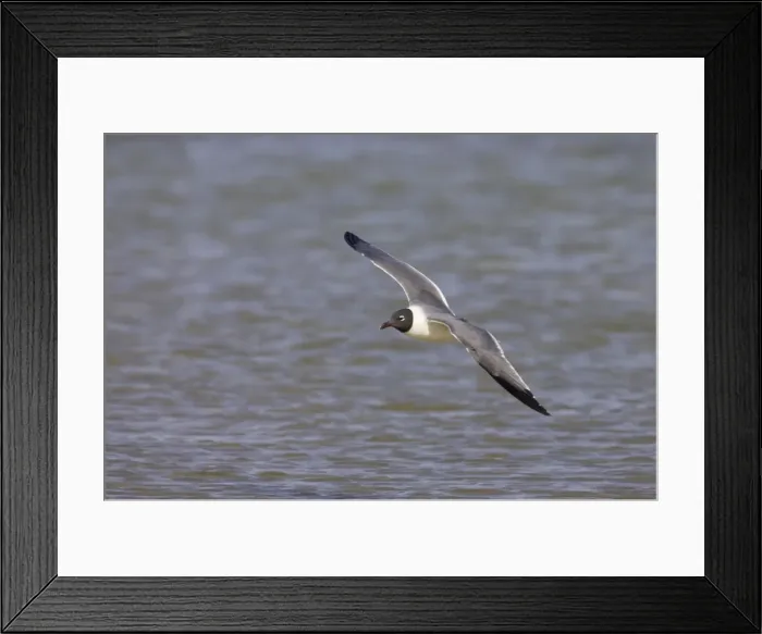 Framed Print : Laughing Gull - in flight Fort de Soto, florida, USA BI000524 Framed Print : Laughing Gull - in flight Fort de Soto, florida, USA BI000524