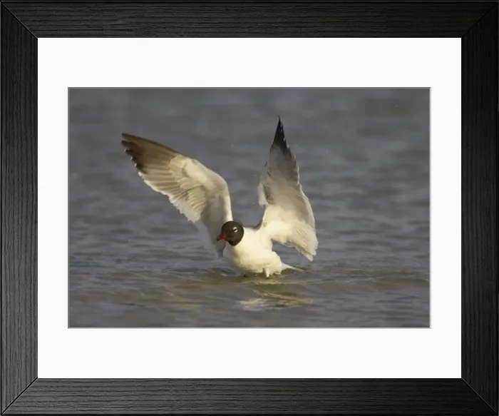 Framed Print : Laughing Gull - washing Fort de Soto, florida, USA BI000526 Framed Print : Laughing Gull - washing Fort de Soto, florida, USA BI000526