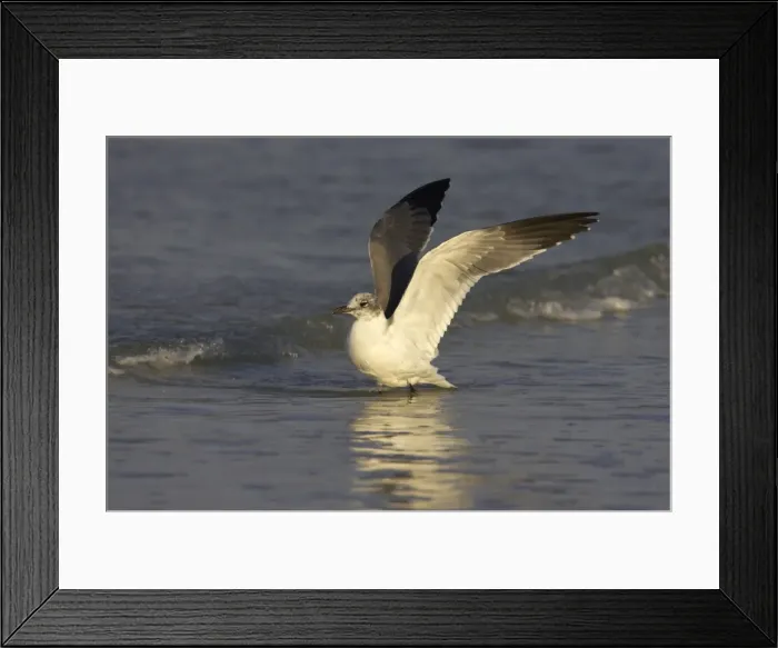Framed Print : Laughing Gull - flapping wings Fort Myers Beach, florida, USA BI000527 Framed Print : Laughing Gull - flapping wings Fort Myers Beach, florida, USA BI000527