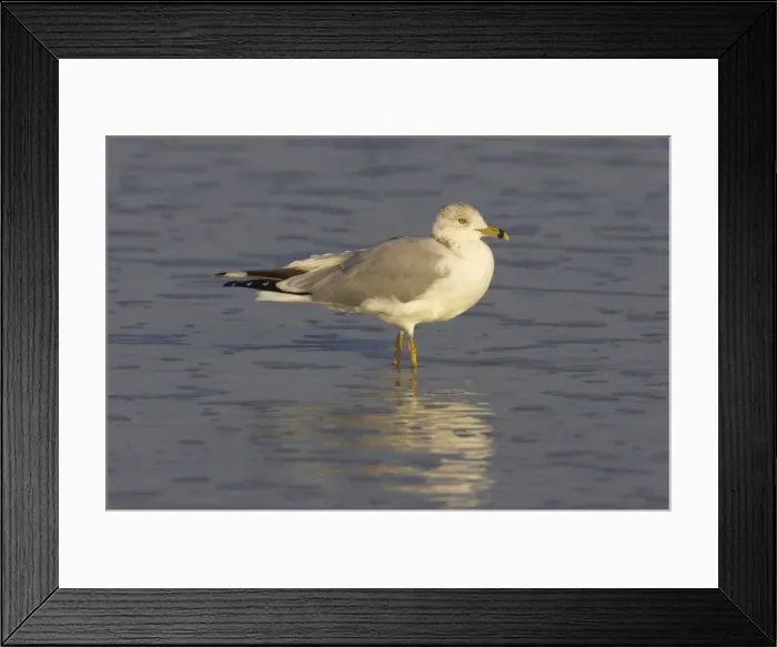 Framed Print : Ring-Billed Gull Estero Lagoon, florida, USA BI000543 Framed Print : Ring-Billed Gull Estero Lagoon, florida, USA BI000543