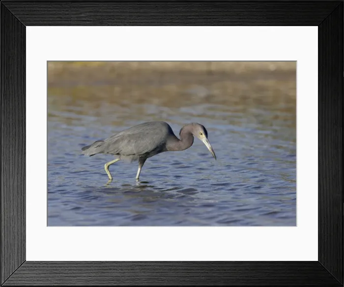 Framed Print : Little Blue Heron - fishing Marco Island, florida, USA BI000708 Framed Print : Little Blue Heron - fishing Marco Island, florida, USA BI000708