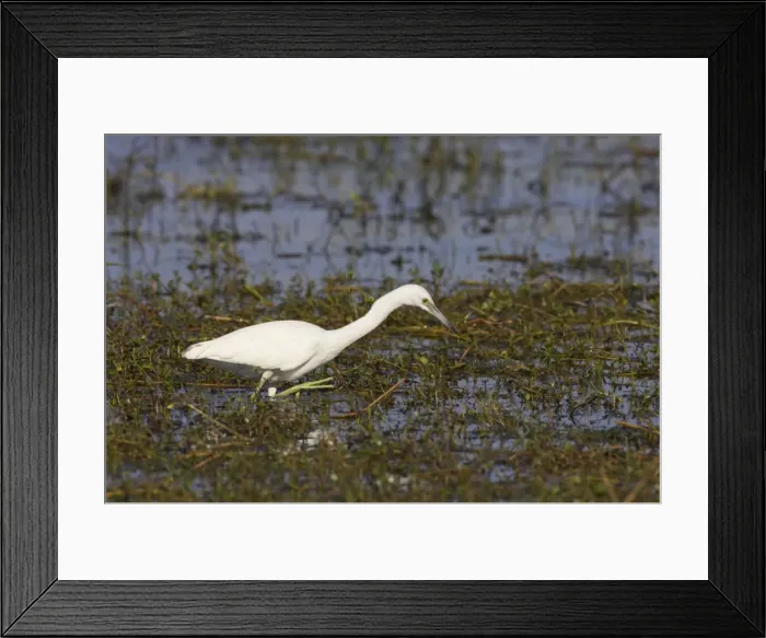 Framed Print : Little Blue Heron - immature Cypress Lake, florida, USA BI000716 Framed Print : Little Blue Heron - immature Cypress Lake, florida, USA BI000716