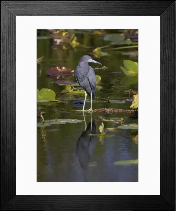 Framed Print : Little Blue Heron Everglades National Park, florida, USA BI000705 Framed Print : Little Blue Heron Everglades National Park, florida, USA BI000705