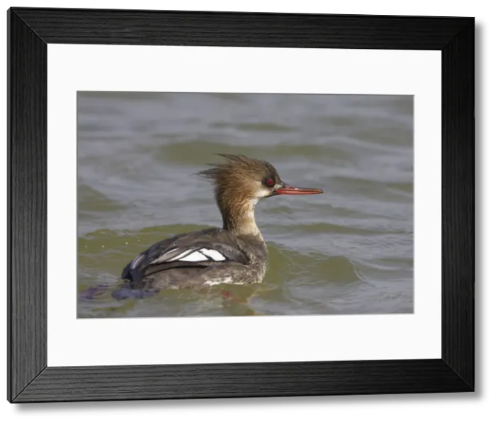 Framed Print : Red-Breasted Merganser - swimming Fort de Soto, florida, USA BI000122 Framed Print : Red-Breasted Merganser - swimming Fort de Soto, florida, USA BI000122