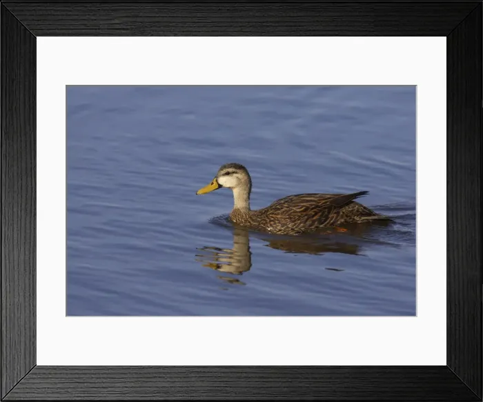Framed Print : Mottled Duck Ding Darling NWR, florida, USA BI000118