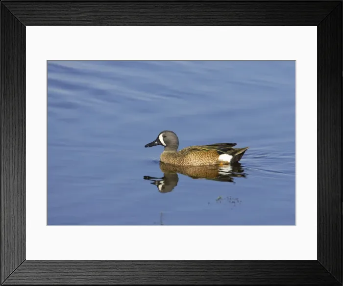 Framed Print : Blue-Winged Teal Viera Wetlands, florida, USA BI000104 Framed Print : Blue-Winged Teal Viera Wetlands, florida, USA BI000104
