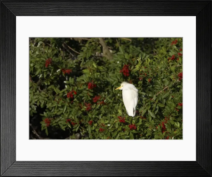 Framed Print : Cattle Egret Venice Rookery, florida, USA BI000130 Framed Print : Cattle Egret Venice Rookery, florida, USA BI000130