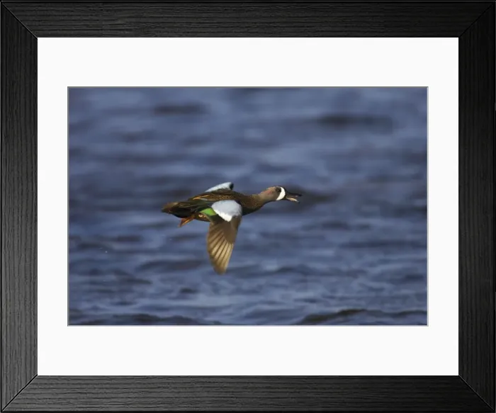 Framed Print : Blue-Winged Teal - drake in flight Ding Darling NWR, florida, USA BI000107 Framed Print : Blue-Winged Teal - drake in flight Ding Darling NWR, florida, USA BI000107