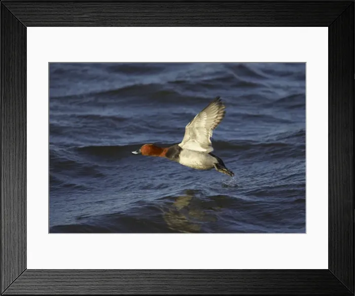 Framed Print : Pochard - in flight Ouse Washes, Norfolk, UK BI002337 Framed Print : Pochard - in flight Ouse Washes, Norfolk, UK BI002337