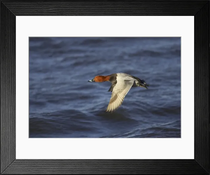 Framed Print : Pochard in flight Ouse Washes, Norfolk, UK BI002339 Framed Print : Pochard in flight Ouse Washes, Norfolk, UK BI002339