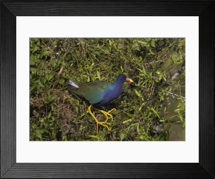 Framed Print : Purple Gallinule in willow bush Shark Valley, Everglades National Park Florida, USA BI000509 Framed Print : Purple Gallinule in willow bush Shark Valley, Everglades National Park Florida, USA BI000509