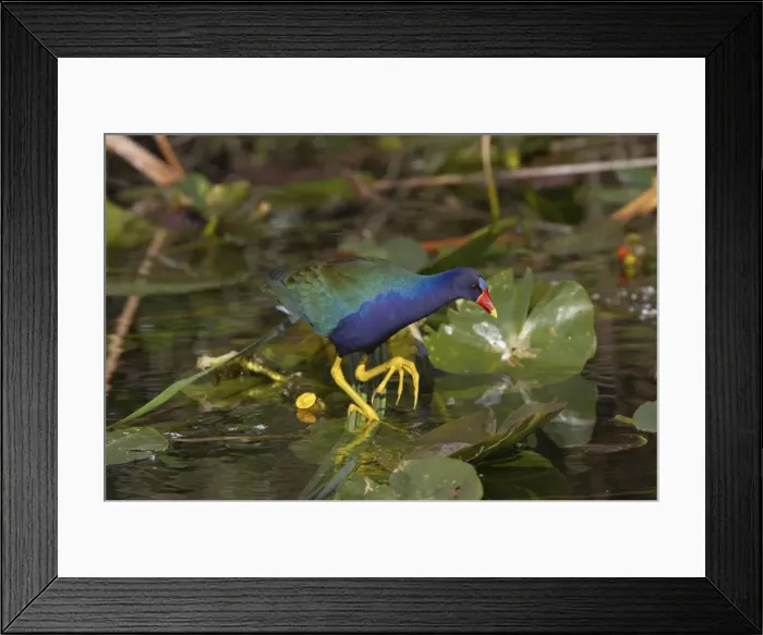 Framed Print : Purple Gallinule - amongst lilly pads Shark Valley, Everglades National Park Florida, USA BI000490 Framed Print : Purple Gallinule - amongst lilly pads Shark Valley, Everglades National Park Florida, USA BI000490