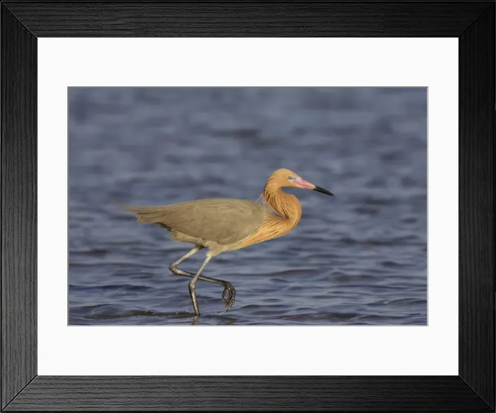 Framed Print : Reddish Egret - in breeding plumage Fort de Soto, florida, USA BI000301 Framed Print : Reddish Egret - in breeding plumage Fort de Soto, florida, USA BI000301