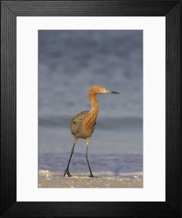 Framed Print : Reddish Egret Fort de Soto, florida, USA BI000341 Framed Print : Reddish Egret Fort de Soto, florida, USA BI000341