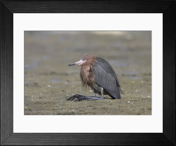 Framed Print : Reddish Egret - resting with legs folded Estero Lagoon, florida, USA BI000324 Framed Print : Reddish Egret - resting with legs folded Estero Lagoon, florida, USA BI000324