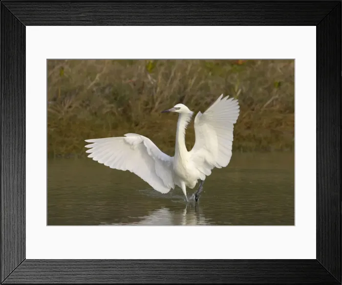 Framed Print : Reddish Egret - white morph dancing Fort de Soto, florida, USA BI000361 Framed Print : Reddish Egret - white morph dancing Fort de Soto, florida, USA BI000361