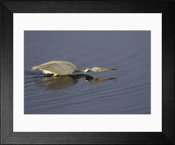 Framed Print : Tricolored Heron - hunting for fish Merrit Island NWR, florida, USA BI000725 Framed Print : Tricolored Heron - hunting for fish Merrit Island NWR, florida, USA BI000725