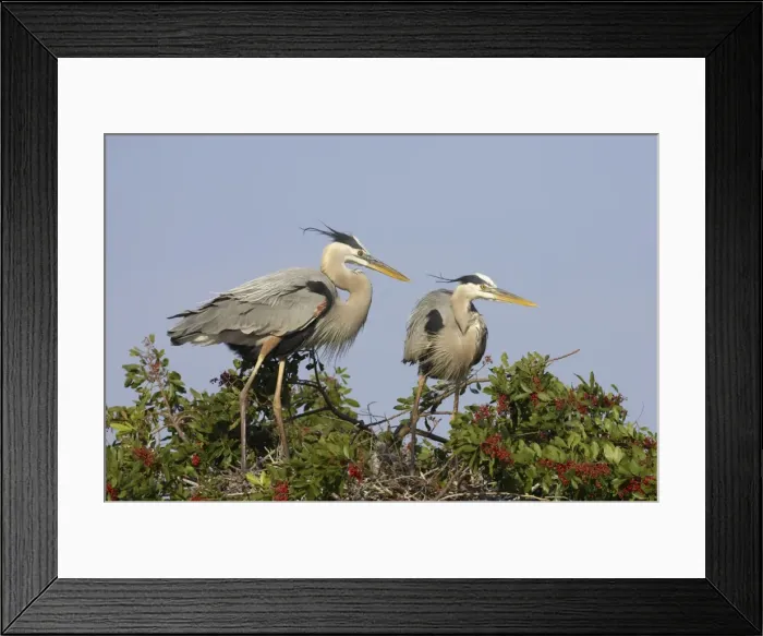 Framed Print : Great Blue Heron - pair on nest site Venice Rookery, florida, USA BI000641 Framed Print : Great Blue Heron - pair on nest site Venice Rookery, florida, USA BI000641