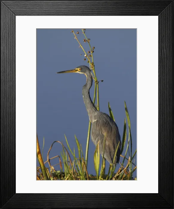 Framed Print : Tricolored Heron Viera Wetlands, florida, USA BI000795 Framed Print : Tricolored Heron Viera Wetlands, florida, USA BI000795