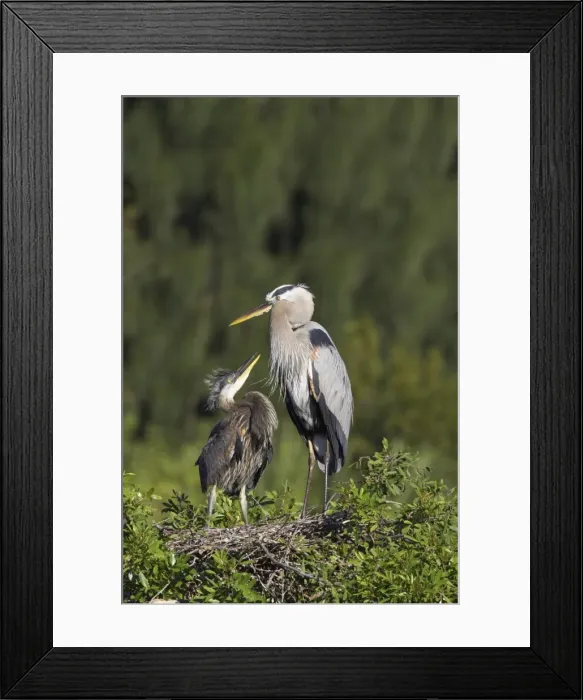 Framed Print : Great Blue Heron - chick begging for food Venice Rookery, florida, USA BI000604 Framed Print : Great Blue Heron - chick begging for food Venice Rookery, florida, USA BI000604