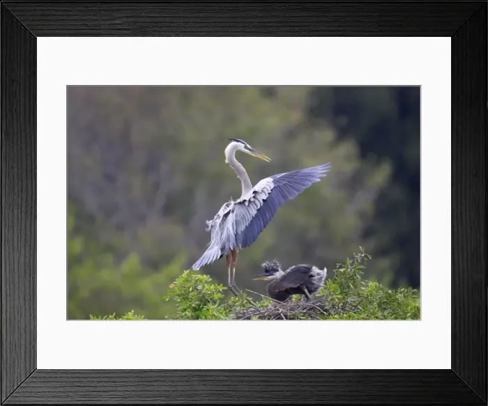 Framed Print : Great Blue Heron landing at nest with chick waiting Venice Rookery, florida, USA BI000555 Framed Print : Great Blue Heron landing at nest with chick waiting Venice Rookery, florida, USA BI000555