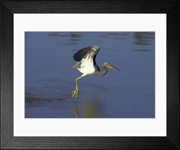 Framed Print : Tricolored Heron - dip feeding Ding Darling NWR, florida, USA BI000756 Framed Print : Tricolored Heron - dip feeding Ding Darling NWR, florida, USA BI000756