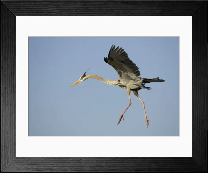 Framed Print : Great Blue Heron - coming in to land Venice Rookery, florida, USA BI000571 Framed Print : Great Blue Heron - coming in to land Venice Rookery, florida, USA BI000571