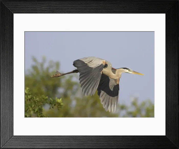 Framed Print : Great Blue Heron - in flight Venice Rookery, Florida, USA BI000642 Framed Print : Great Blue Heron - in flight Venice Rookery, Florida, USA BI000642