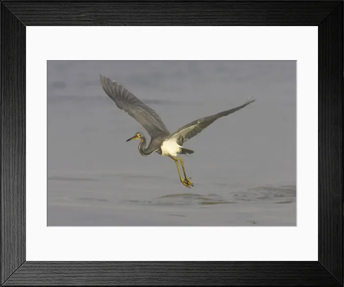 Framed Print : Tricolored Heron - in flight over water Fort de Soto, florida, USA BI000793 Framed Print : Tricolored Heron - in flight over water Fort de Soto, florida, USA BI000793