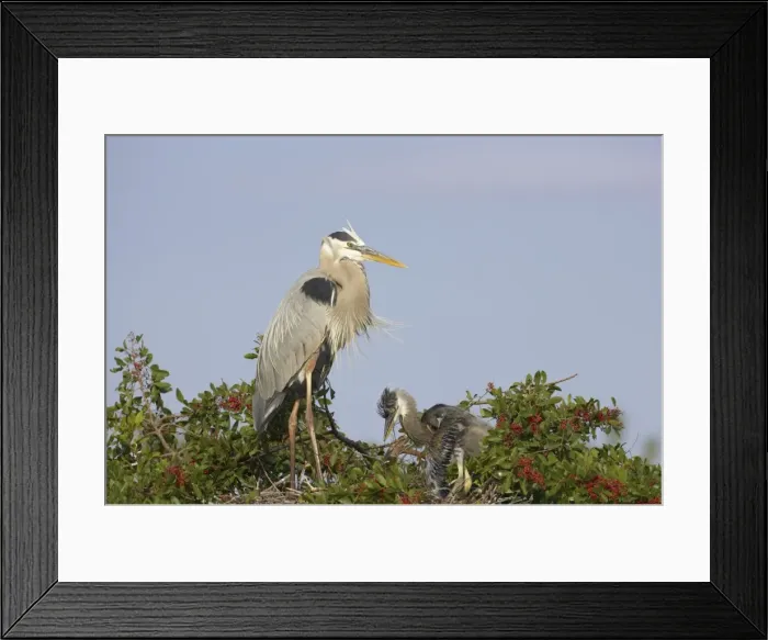 Framed Print : Great Blue Heron - with chick Venice Rookery, florida, USA BI000651 Framed Print : Great Blue Heron - with chick Venice Rookery, florida, USA BI000651