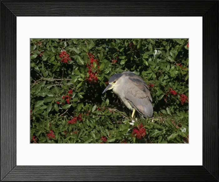 Framed Print : Black-Crowned Night-Heron - juvenile Venice Rookery, florida, USA BI000817 Framed Print : Black-Crowned Night-Heron - juvenile Venice Rookery, florida, USA BI000817