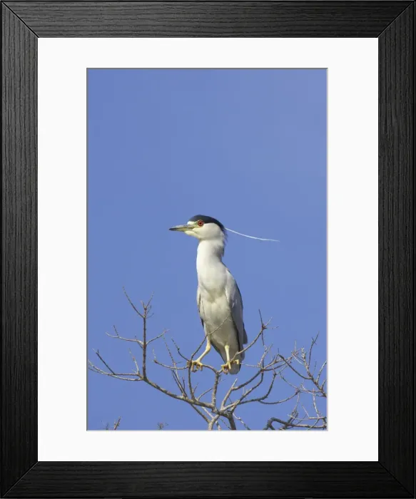 Framed Print : Black-Crowned Night-Heron Lake Marian, florida, USA BI000842 Framed Print : Black-Crowned Night-Heron Lake Marian, florida, USA BI000842