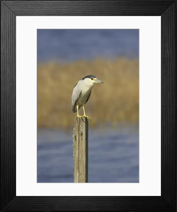 Framed Print : Black-Crowned Night-Heron Lake Marian, florida, USA BI000835 Framed Print : Black-Crowned Night-Heron Lake Marian, florida, USA BI000835