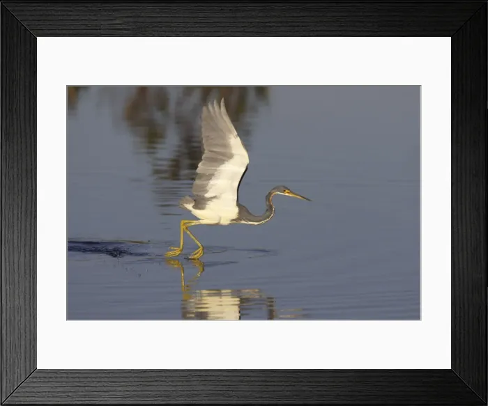 Framed Print : Tricolored Heron - dip feeding Orlando Wetlands, florida, USA BI000802 Framed Print : Tricolored Heron - dip feeding Orlando Wetlands, florida, USA BI000802