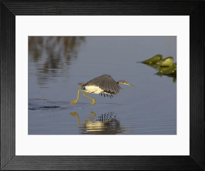 Framed Print : Tricolored Heron - dip feeding Orlando Wetlands, florida, USA BI000803 Framed Print : Tricolored Heron - dip feeding Orlando Wetlands, florida, USA BI000803