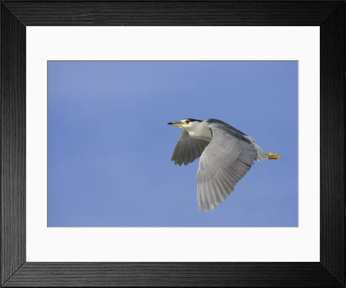 Framed Print : Black-Crowned Night-Heron - in flight Lake Marian, florida, USA BI000839 Framed Print : Black-Crowned Night-Heron - in flight Lake Marian, florida, USA BI000839