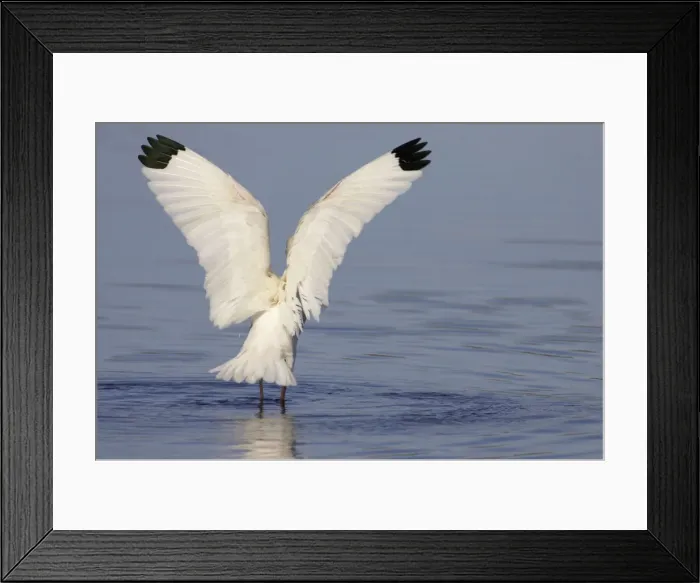Framed Print : White Ibis - wing flap after washing Merrit Island NWR, florida, USA BI000903 Framed Print : White Ibis - wing flap after washing Merrit Island NWR, florida, USA BI000903