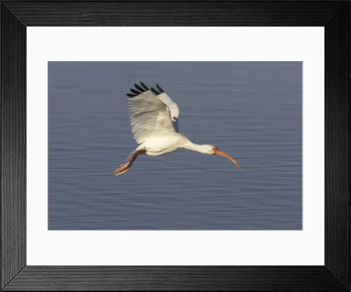 Framed Print : White Ibis - in flight Ding Darling NWR, florida, USA BI000882 Framed Print : White Ibis - in flight Ding Darling NWR, florida, USA BI000882