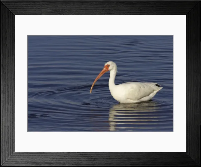 Framed Print : White Ibis - feeding Ding Darling NWR, florida, USA BI000883
