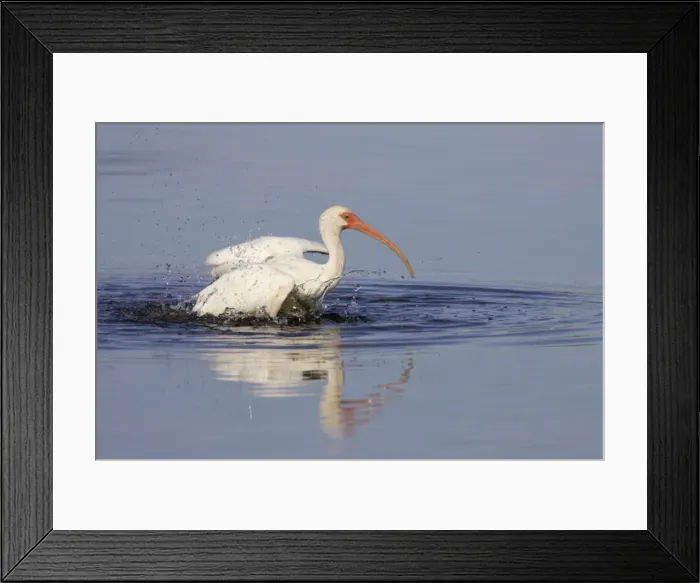Framed Print : White Ibis - washing Merrit Island NWR, florida, USA BI000900 Framed Print : White Ibis - washing Merrit Island NWR, florida, USA BI000900