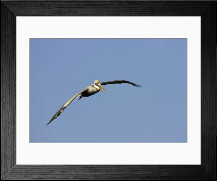 Framed Print : Brown Pelican - in flight Ding darling NWR, florida, USA BI001100 Framed Print : Brown Pelican - in flight Ding darling NWR, florida, USA BI001100
