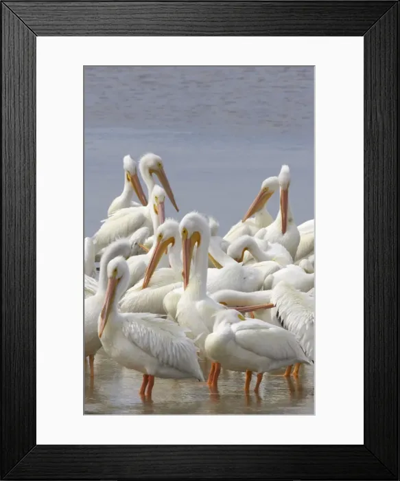 Framed Print : American White Pelican - group Ding Darling NWR, florida, USA BI001070 Framed Print : American White Pelican - group Ding Darling NWR, florida, USA BI001070