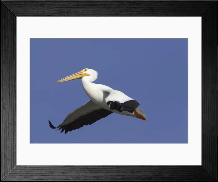 Framed Print : American White Pelican - in flight Ding Darling NWR, florida, USA BI001063 Framed Print : American White Pelican - in flight Ding Darling NWR, florida, USA BI001063