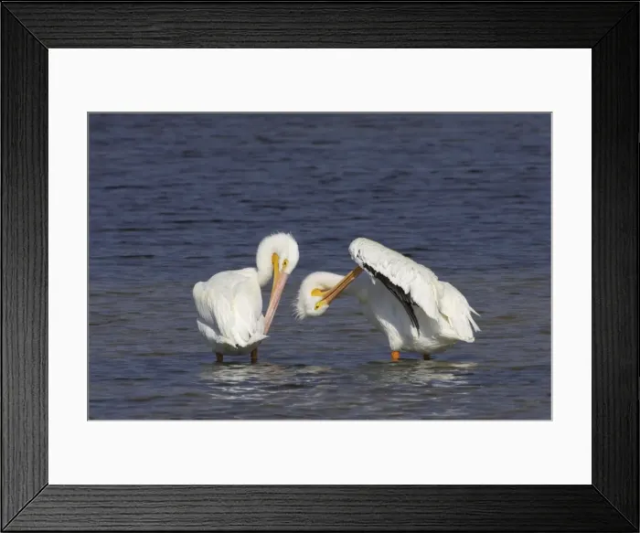 Framed Print : American White Pelican - pair, preening Ding Darling NWR, florida, USA BI001043 Framed Print : American White Pelican - pair, preening Ding Darling NWR, florida, USA BI001043